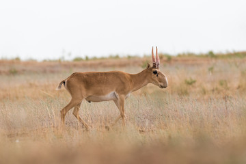 Powerful saiga male. Saiga tatarica is listed in the Red Book, Chyornye Zemli (Black Lands) Nature Reserve, Kalmykia region, Russia