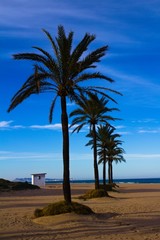 Palms from Gandia-Spain