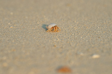 Einsidlerkrebs am Strand