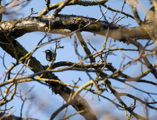 Sturnus unicolor (Estorninho-preto) single bird on branch, Braga, Portugal. 