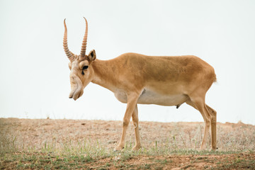 Powerful saiga male. Saiga tatarica is listed in the Red Book, Chyornye Zemli (Black Lands) Nature Reserve, Kalmykia region, Russia
