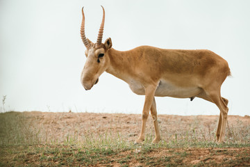 Obraz premium Powerful saiga male. Saiga tatarica is listed in the Red Book, Chyornye Zemli (Black Lands) Nature Reserve, Kalmykia region, Russia