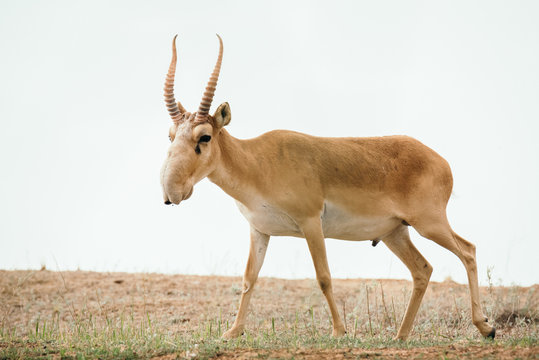 Powerful saiga male. Saiga tatarica is listed in the Red Book, Chyornye Zemli (Black Lands) Nature Reserve, Kalmykia region, Russia