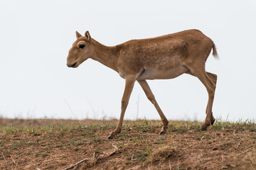 Saiga female. Saiga tatarica is listed in the Red Book, Chyornye Zemli (Black Lands) Nature...