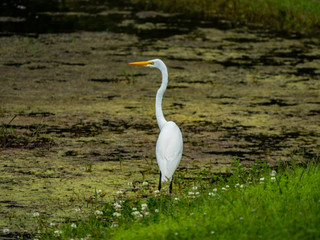 Fototapeta premium Great Egret Ardea alba