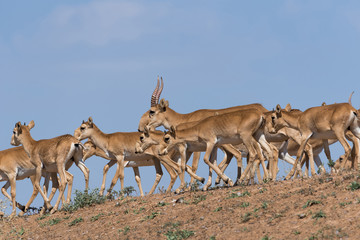 Saiga tatarica is listed in the Red Book, Chyornye Zemli (Black Lands) Nature Reserve, Kalmykia region, Russia