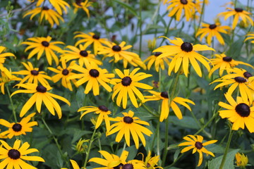Black eyed susans