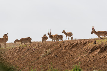 Saiga tatarica is listed in the Red Book, Chyornye Zemli (Black Lands) Nature Reserve, Kalmykia...