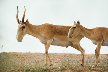 Saiga tatarica is listed in the Red Book, Chyornye Zemli (Black Lands) Nature Reserve, Kalmykia region, Russia © Nikolay Denisov