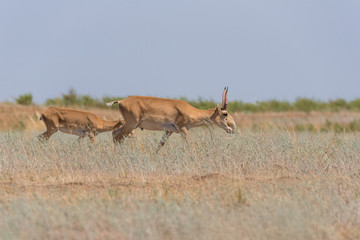Saiga tatarica is listed in the Red Book, Chyornye Zemli (Black Lands) Nature Reserve, Kalmykia...