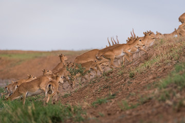 Saiga tatarica is listed in the Red Book, Chyornye Zemli (Black Lands) Nature Reserve, Kalmykia...