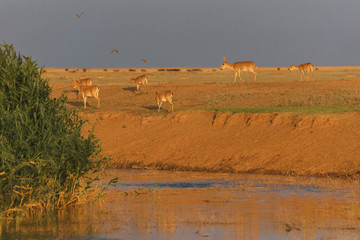 Saiga tatarica is listed in the Red Book, Chyornye Zemli (Black Lands) Nature Reserve, Kalmykia...