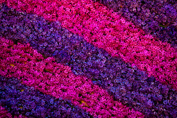 Fototapeta premium Beautiful purple and pink bells flowers as background