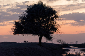 Silhouette of a saiga at sunset. Saiga tatarica is listed in the Red Book, Chyornye Zemli (Black Lands) Nature Reserve, Kalmykia region, Russia.