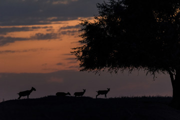 Silhouette of a saiga at sunset. Saiga tatarica is listed in the Red Book, Chyornye Zemli (Black...