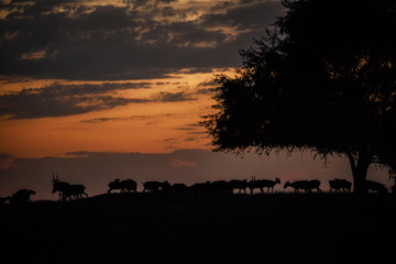 Silhouette of a saiga at sunset. Saiga tatarica is listed in the Red Book, Chyornye Zemli (Black...