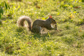 Eichhörnchen am essen 