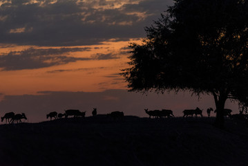 Silhouette of a saiga at sunset. Saiga tatarica is listed in the Red Book, Chyornye Zemli (Black Lands) Nature Reserve, Kalmykia region, Russia.