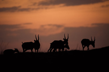 Silhouette of a saiga at sunset. Saiga tatarica is listed in the Red Book, Chyornye Zemli (Black Lands) Nature Reserve, Kalmykia region, Russia.