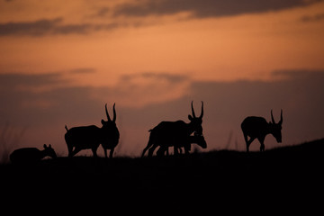 Silhouette of a saiga at sunset. Saiga tatarica is listed in the Red Book, Chyornye Zemli (Black...