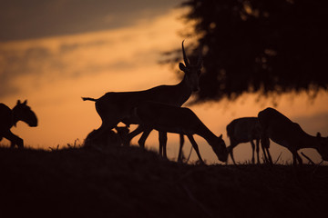 Silhouette of a saiga at sunset. Saiga tatarica is listed in the Red Book, Chyornye Zemli (Black...