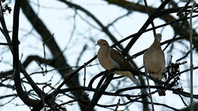 American Mourning Doves zenaida macroura or rain doves perched on tree branch