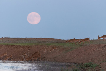 Saigas at a watering place on the background of a rising full moon. Saiga tatarica is listed in the...