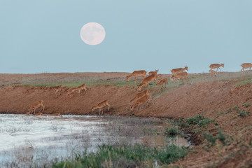 Saigas at a watering place on the background of a rising full moon. Saiga tatarica is listed in the...