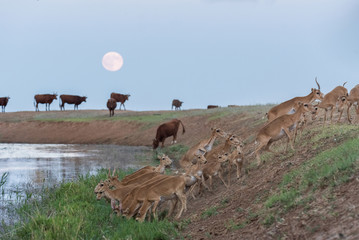 Saigas at a watering place on the background of a rising full moon. Saiga tatarica is listed in the Red Book, Chyornye Zemli (Black Lands) Nature Reserve, Kalmykia region, Russia.