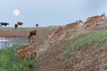 Saigas at a watering place on the background of a rising full moon. Saiga tatarica is listed in the Red Book, Chyornye Zemli (Black Lands) Nature Reserve, Kalmykia region, Russia.