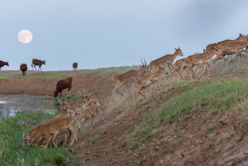 Saigas at a watering place on the background of a rising full moon. Saiga tatarica is listed in the Red Book, Chyornye Zemli (Black Lands) Nature Reserve, Kalmykia region, Russia.