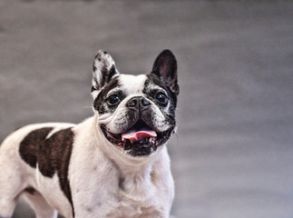 Boston Terrier and French Bulldog Portrait