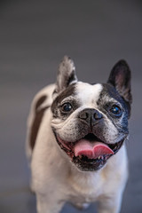 Boston Terrier and French Bulldog Portrait