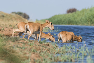 Saigas at a watering place drink water and bathe during strong heat and drought. Saiga tatarica is listed in the Red Book, Chyornye Zemli (Black Lands) Nature Reserve, Kalmykia region, Russia.