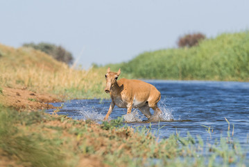 Saigas at a watering place drink water and bathe during strong heat and drought. Saiga tatarica is listed in the Red Book, Chyornye Zemli (Black Lands) Nature Reserve, Kalmykia region, Russia.