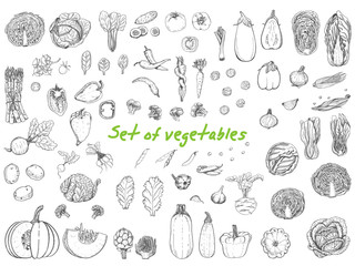 Big set with vegetables in sketch style
