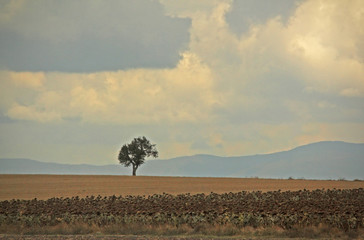 A lonely tree in the countryside