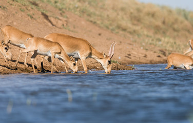 Saigas at a watering place drink water and bathe during strong heat and drought. Saiga tatarica is...