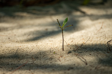 Krebs im Sand