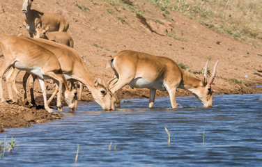 Saigas at a watering place drink water and bathe during strong heat and drought. Saiga tatarica is listed in the Red Book, Chyornye Zemli (Black Lands) Nature Reserve, Kalmykia region, Russia.