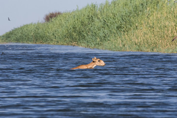 Saigas at a watering place drink water and bathe during strong heat and drought. Saiga tatarica is...