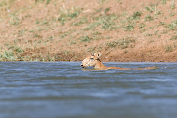 Saigas at a watering place drink water and bathe during strong heat and drought. Saiga tatarica is...