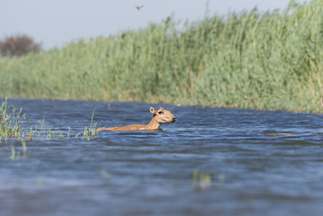 Saigas at a watering place drink water and bathe during strong heat and drought. Saiga tatarica is listed in the Red Book, Chyornye Zemli (Black Lands) Nature Reserve, Kalmykia region, Russia.