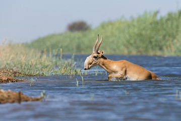 Saigas at a watering place drink water and bathe during strong heat and drought. Saiga tatarica is listed in the Red Book, Chyornye Zemli (Black Lands) Nature Reserve, Kalmykia region, Russia.
