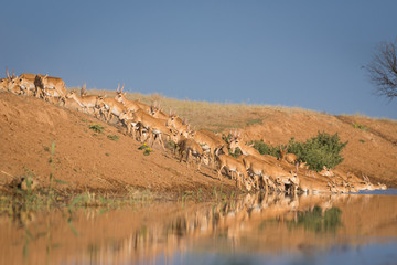 Saigas at a watering place drink water and bathe during strong heat and drought. Saiga tatarica is listed in the Red Book, Chyornye Zemli (Black Lands) Nature Reserve, Kalmykia region, Russia.