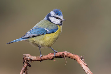 Obraz premium Blue tit (Eurasian blue tit, Cyanistes caeruleus) on the branch of a tree in the blurred background