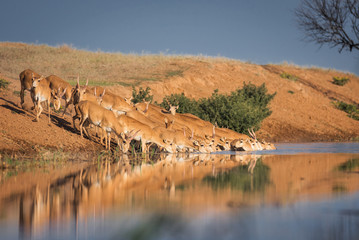 Saigas at a watering place drink water and bathe during strong heat and drought. Saiga tatarica is listed in the Red Book, Chyornye Zemli (Black Lands) Nature Reserve, Kalmykia region, Russia.