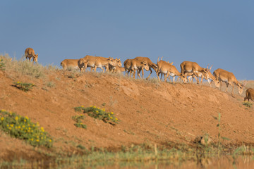 Saigas at a watering place drink water and bathe during strong heat and drought. Saiga tatarica is listed in the Red Book, Chyornye Zemli (Black Lands) Nature Reserve, Kalmykia region, Russia.