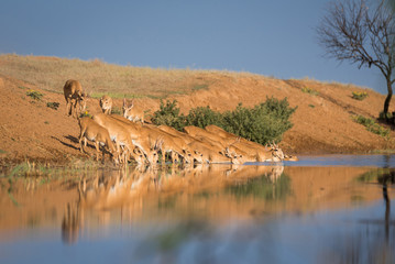 Saigas at a watering place drink water and bathe during strong heat and drought. Saiga tatarica is listed in the Red Book, Chyornye Zemli (Black Lands) Nature Reserve, Kalmykia region, Russia.