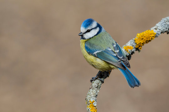 Blue tit (Eurasian blue tit, Cyanistes caeruleus) on the branch of a tree in the blurred background